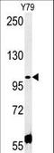 Coiled-Coil Domain Containing 146 antibody, LS-C168403, Lifespan Biosciences, Western Blot image 