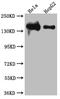 DNA Ligase 1 antibody, CSB-RA877322A0HU, Cusabio, Western Blot image 