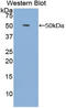 Fibroblast Growth Factor 1 antibody, LS-C299730, Lifespan Biosciences, Western Blot image 