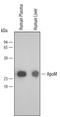 Apolipoprotein M antibody, AF4550, R&D Systems, Western Blot image 