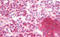 Mitochondria antibody, MBS249214, MyBioSource, Immunohistochemistry frozen image 