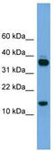 Proline Rich 15 antibody, TA333446, Origene, Western Blot image 