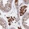 Olfactory Receptor Family 14 Subfamily J Member 1 antibody, NBP1-92223, Novus Biologicals, Immunohistochemistry frozen image 