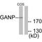 80 kDa MCM3-associated protein antibody, A05445, Boster Biological Technology, Western Blot image 
