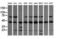 Mitogen-Activated Protein Kinase Kinase 1 antibody, LS-C799444, Lifespan Biosciences, Western Blot image 