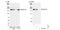 Nucleoporin 153 antibody, NB100-93330, Novus Biologicals, Western Blot image 
