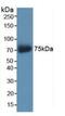 Syndecan 1 antibody, MBS2026115, MyBioSource, Western Blot image 