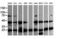 Mitogen-Activated Protein Kinase Kinase 1 antibody, LS-C174509, Lifespan Biosciences, Western Blot image 