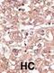 Toll Like Receptor 7 antibody, abx028485, Abbexa, Immunohistochemistry frozen image 