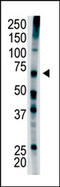 Ubiquitin carboxyl-terminal hydrolase 22 antibody, AP12042PU-N, Origene, Western Blot image 