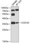 Coiled-Coil Domain Containing 92 antibody, 23-481, ProSci, Western Blot image 