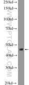 Inhibitor Of Growth Family Member 1 antibody, 17921-1-AP, Proteintech Group, Western Blot image 