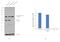 Forkhead Box A2 antibody, 720061, Invitrogen Antibodies, Western Blot image 