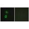 TRAF3 Interacting Protein 3 antibody, PA5-49934, Invitrogen Antibodies, Immunofluorescence image 