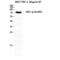 Heat Shock Transcription Factor 1 antibody, LS-C380735, Lifespan Biosciences, Western Blot image 