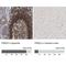 Protein Kinase D2 antibody, NBP1-84139, Novus Biologicals, Immunohistochemistry paraffin image 