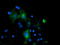 CD31 antibody, TA504762, Origene, Immunofluorescence image 