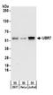 Ubiquitin Protein Ligase E3 Component N-Recognin 7 (Putative) antibody, A304-131A, Bethyl Labs, Western Blot image 