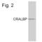 Retinaldehyde Binding Protein 1 antibody, MA1-813, Invitrogen Antibodies, Western Blot image 