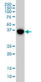 Mitogen-Activated Protein Kinase 13 antibody, LS-B5519, Lifespan Biosciences, Western Blot image 
