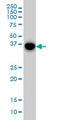 p38 MAPK antibody, LS-B5519, Lifespan Biosciences, Western Blot image 