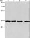 Inhibin Subunit Beta C antibody, LS-C400823, Lifespan Biosciences, Western Blot image 
