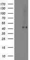 Spermine Synthase antibody, TA503102, Origene, Western Blot image 