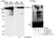 SET Domain Containing 1A, Histone Lysine Methyltransferase antibody, NB100-558, Novus Biologicals, Immunoprecipitation image 
