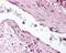 Angiopoietin 1 antibody, 49-525, ProSci, Immunohistochemistry paraffin image 