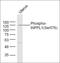 Protein Tyrosine Phosphatase Non-Receptor Type 11 antibody, orb6945, Biorbyt, Western Blot image 