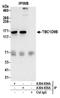 TBC1 domain family member 9B antibody, A304-655A, Bethyl Labs, Immunoprecipitation image 