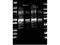 Protein A antibody, NBP2-53424, Novus Biologicals, Western Blot image 