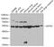 GATA Binding Protein 2 antibody, 13-242, ProSci, Western Blot image 