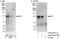 E4F Transcription Factor 1 antibody, A300-832A, Bethyl Labs, Western Blot image 