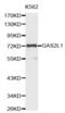 Growth Arrest Specific 2 Like 1 antibody, abx001755, Abbexa, Western Blot image 