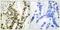 Serum Response Factor antibody, PA5-38092, Invitrogen Antibodies, Immunohistochemistry paraffin image 