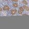 Gamma-Glutamylcyclotransferase antibody, HPA029914, Atlas Antibodies, Immunohistochemistry paraffin image 