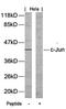 Jun Proto-Oncogene, AP-1 Transcription Factor Subunit antibody, orb14438, Biorbyt, Western Blot image 