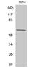 Mitogen-Activated Protein Kinase 15 antibody, A10088-1, Boster Biological Technology, Western Blot image 