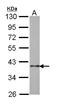BUB3 Mitotic Checkpoint Protein antibody, LS-B4858, Lifespan Biosciences, Western Blot image 