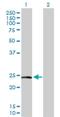 Securin-2 antibody, H00010744-D01P, Novus Biologicals, Western Blot image 