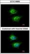 Activating Signal Cointegrator 1 Complex Subunit 2 antibody, GTX116950, GeneTex, Immunocytochemistry image 