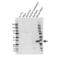 Protein Phosphatase 1 Regulatory Inhibitor Subunit 1B antibody, VPA00687, Bio-Rad (formerly AbD Serotec) , Western Blot image 