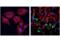Caspase 9 antibody, 52873S, Cell Signaling Technology, Immunofluorescence image 