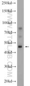 Dipeptidase 1 antibody, 12222-1-AP, Proteintech Group, Western Blot image 