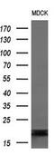 DAN Domain BMP Antagonist Family Member 5 antibody, MA5-25684, Invitrogen Antibodies, Western Blot image 