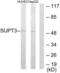 SPT3 Homolog, SAGA And STAGA Complex Component antibody, LS-C118713, Lifespan Biosciences, Western Blot image 