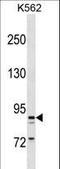 Taste 1 Receptor Member 3 antibody, LS-C161710, Lifespan Biosciences, Western Blot image 