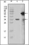 TRX1 antibody, orb88961, Biorbyt, Western Blot image 