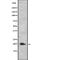 Interleukin 26 antibody, abx216207, Abbexa, Western Blot image 